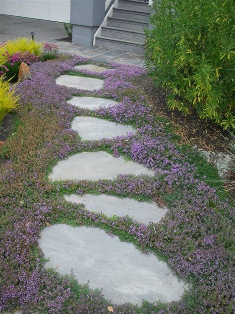 Magic Carpet Creeping Thyme: A Drought-Tolerant Ground Cover Solution